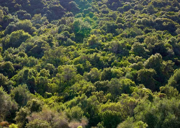 Avali, Mar-bella Collection